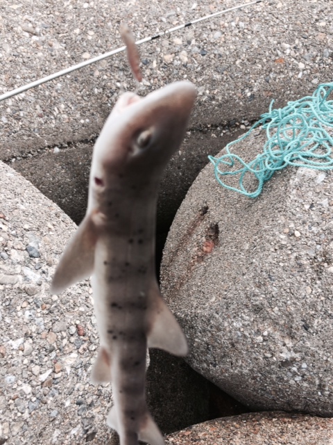 明石でサメが釣れた ネコザメ 明日も神戸の風が吹く